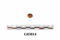 藏品(琥珀)的圖片